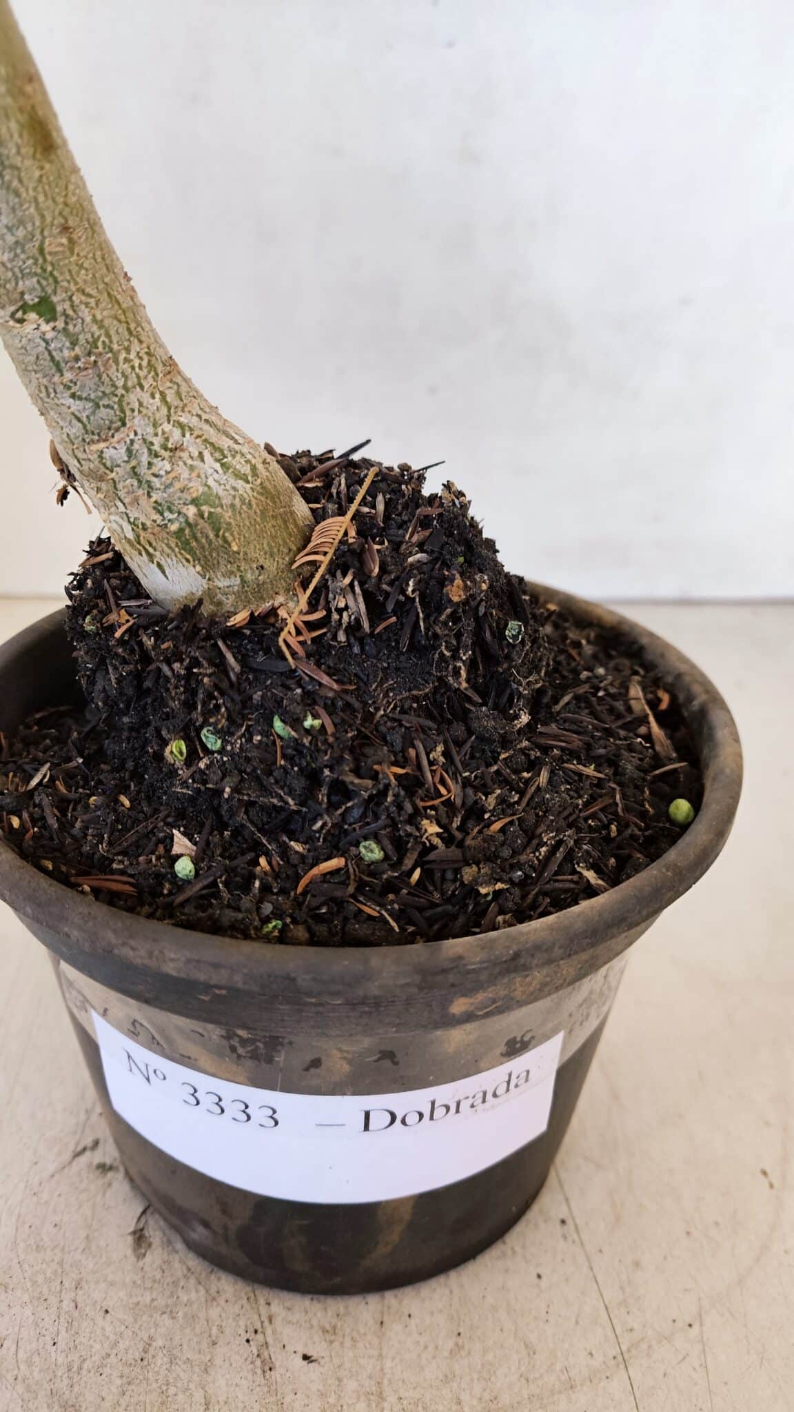 Planta Dobrada 3333 – 30cm – 02 anos
