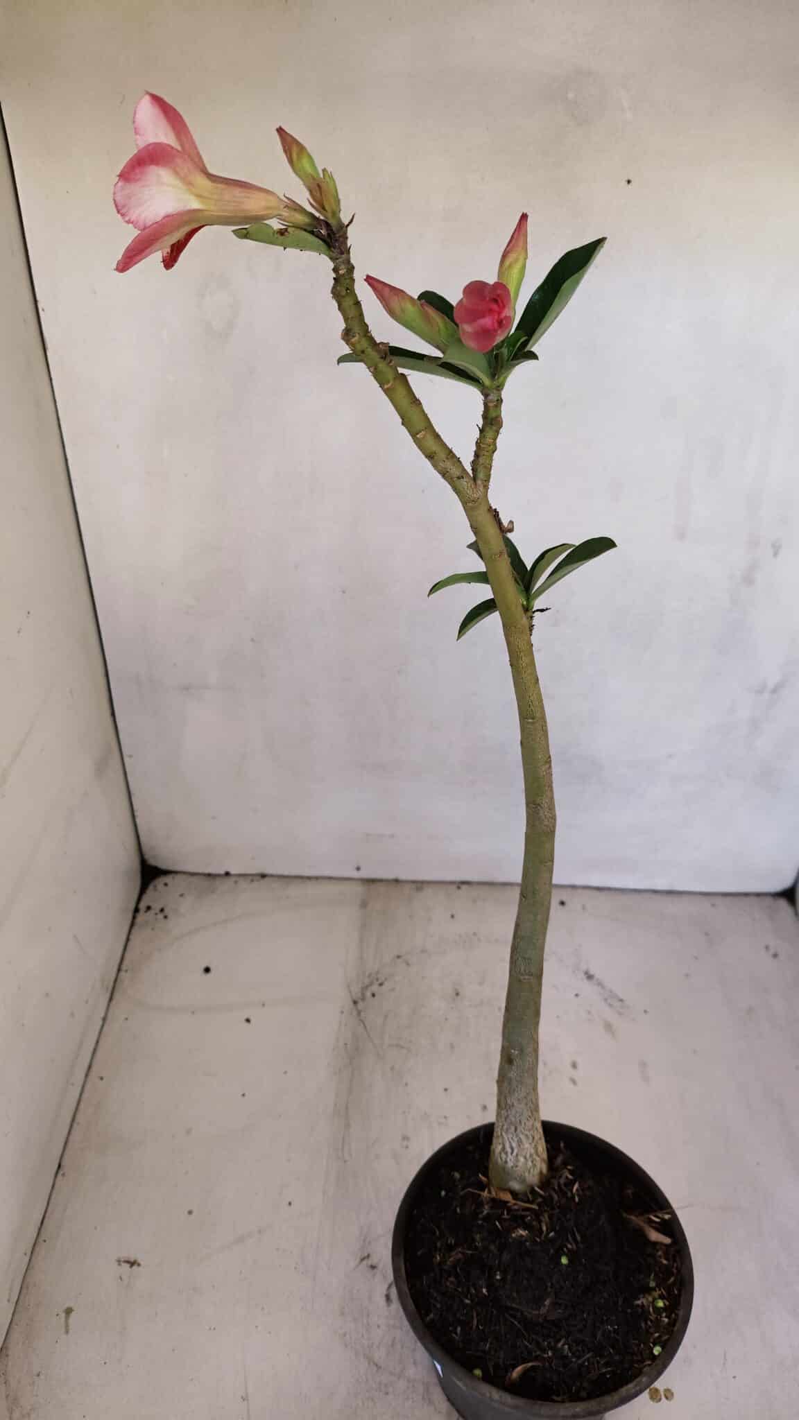 Planta Dobrada 3333 – 30cm – 02 anos