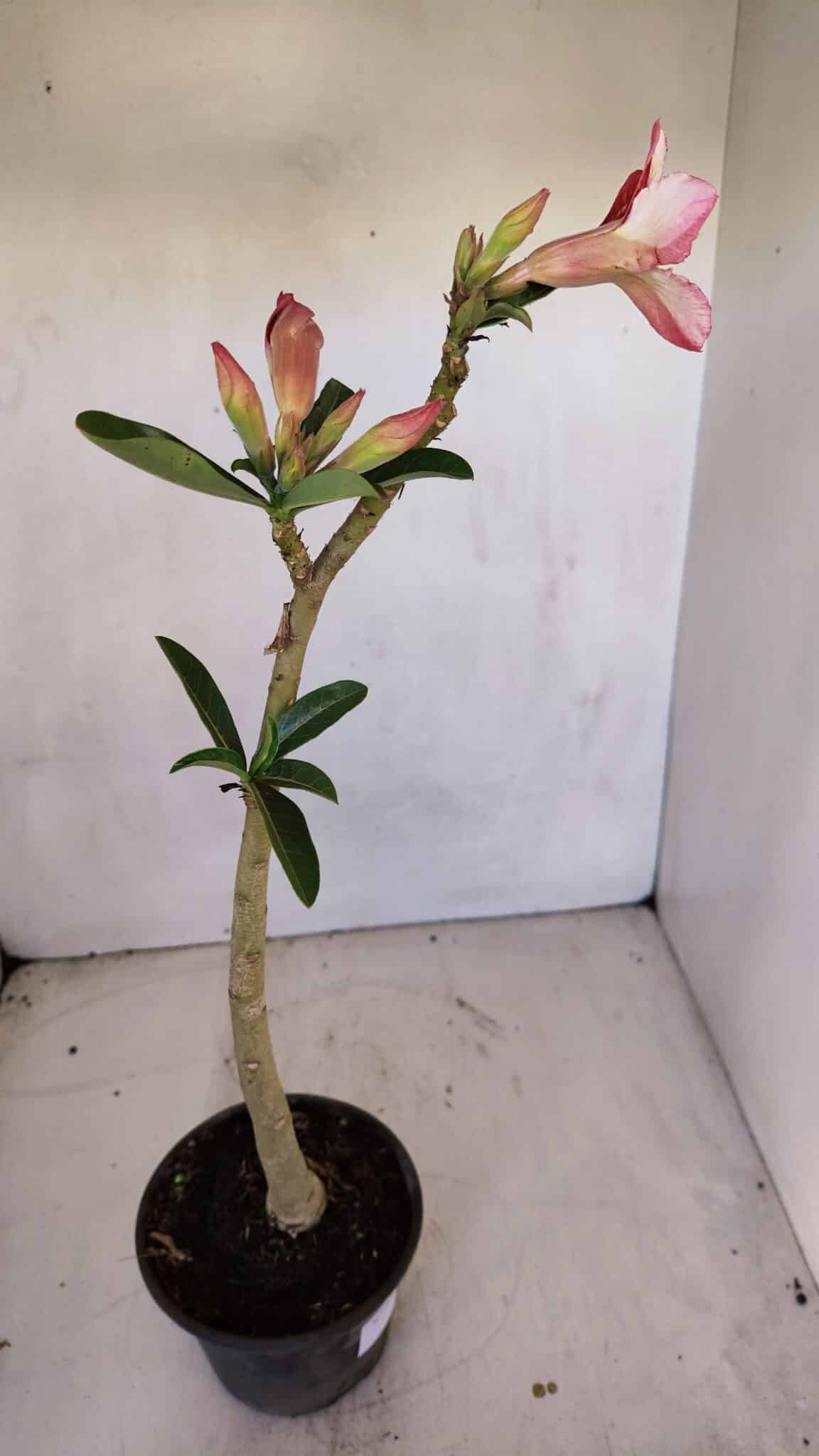 Planta Dobrada 3333 – 30cm – 02 anos