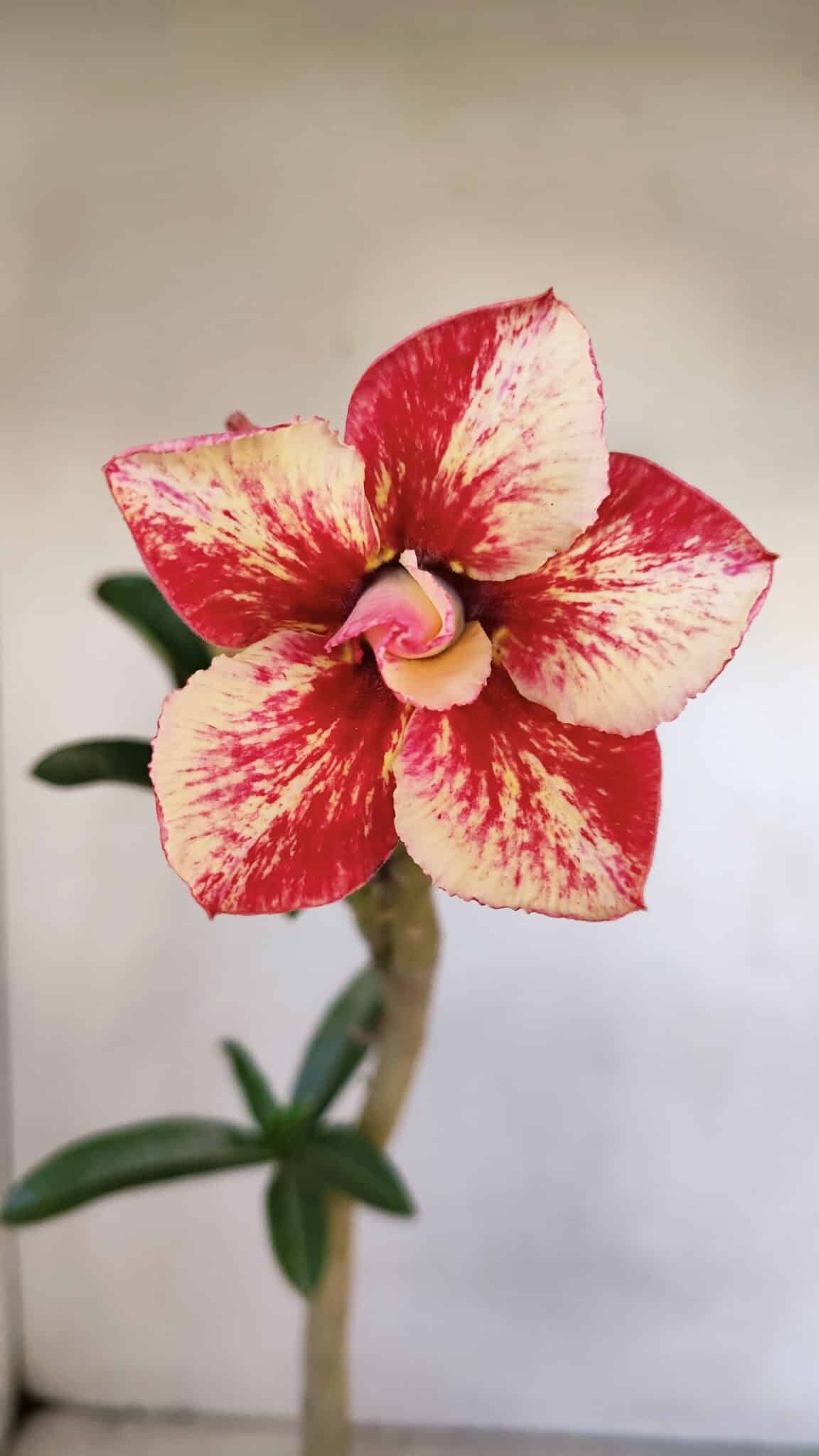 Planta Dobrada 3333 – 30cm – 02 anos