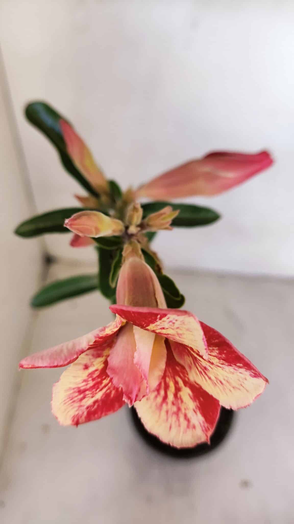 Planta Dobrada 3333 – 30cm – 02 anos