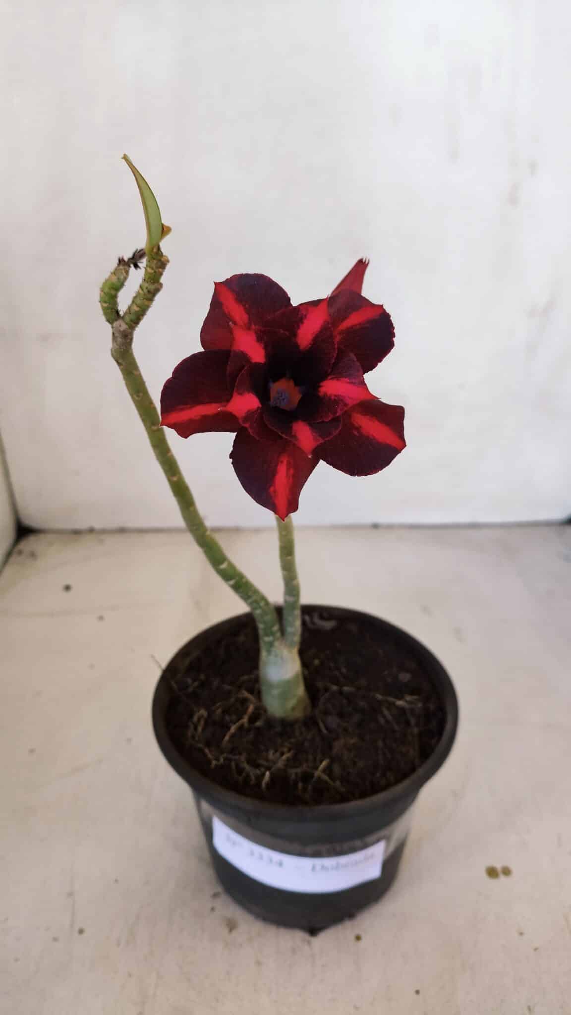Planta Dobrada 3334 – 25cm – 01 ano