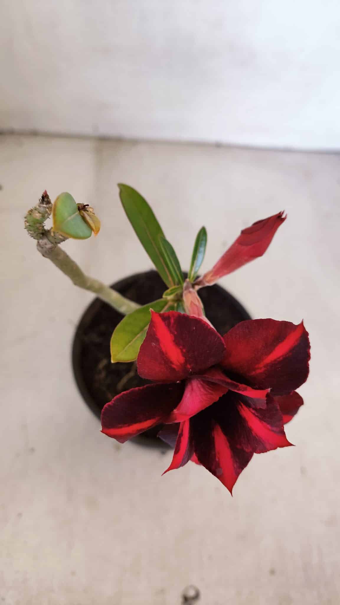 Planta Dobrada 3334 – 25cm – 01 ano