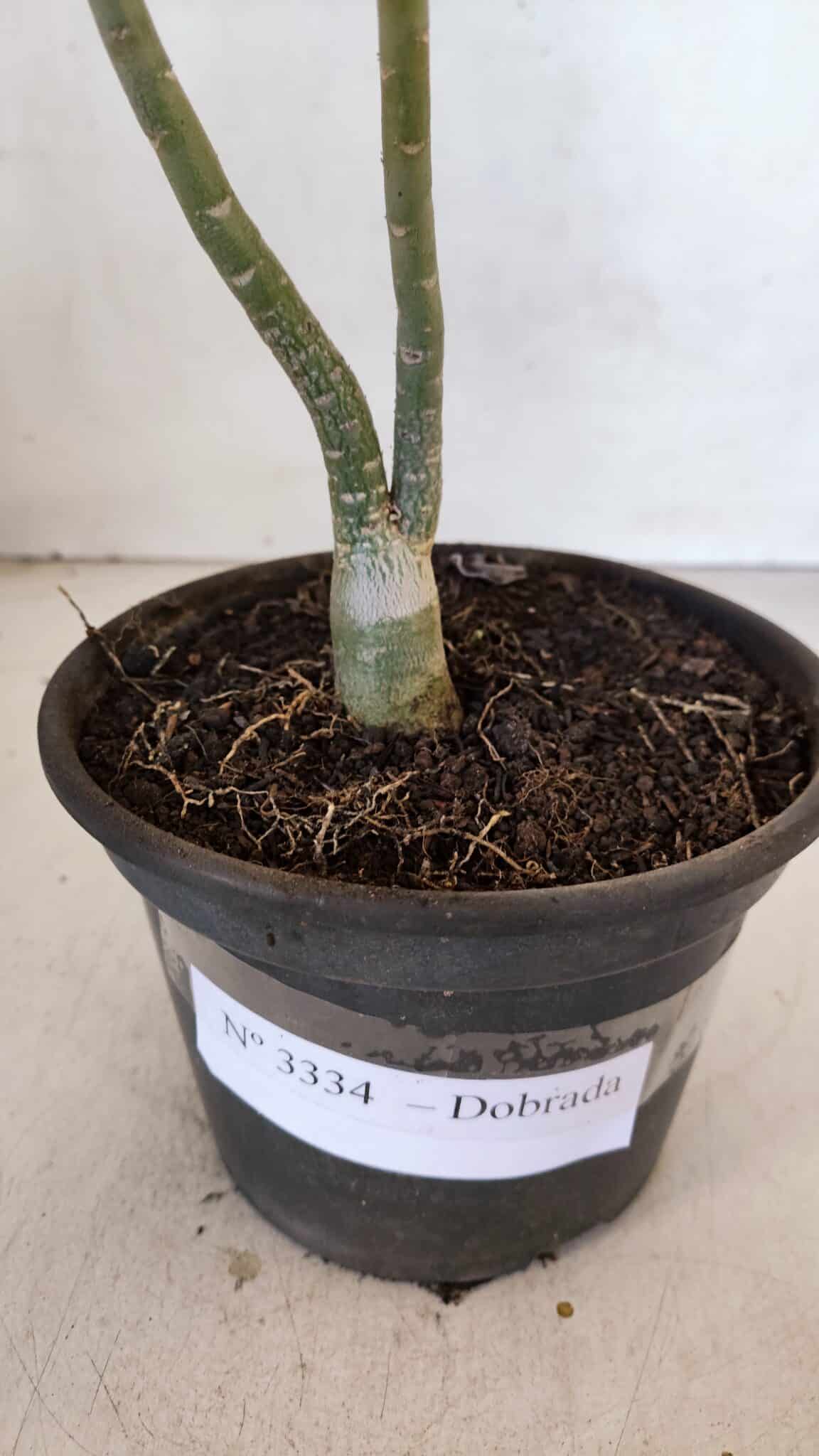 Planta Dobrada 3334 – 25cm – 01 ano