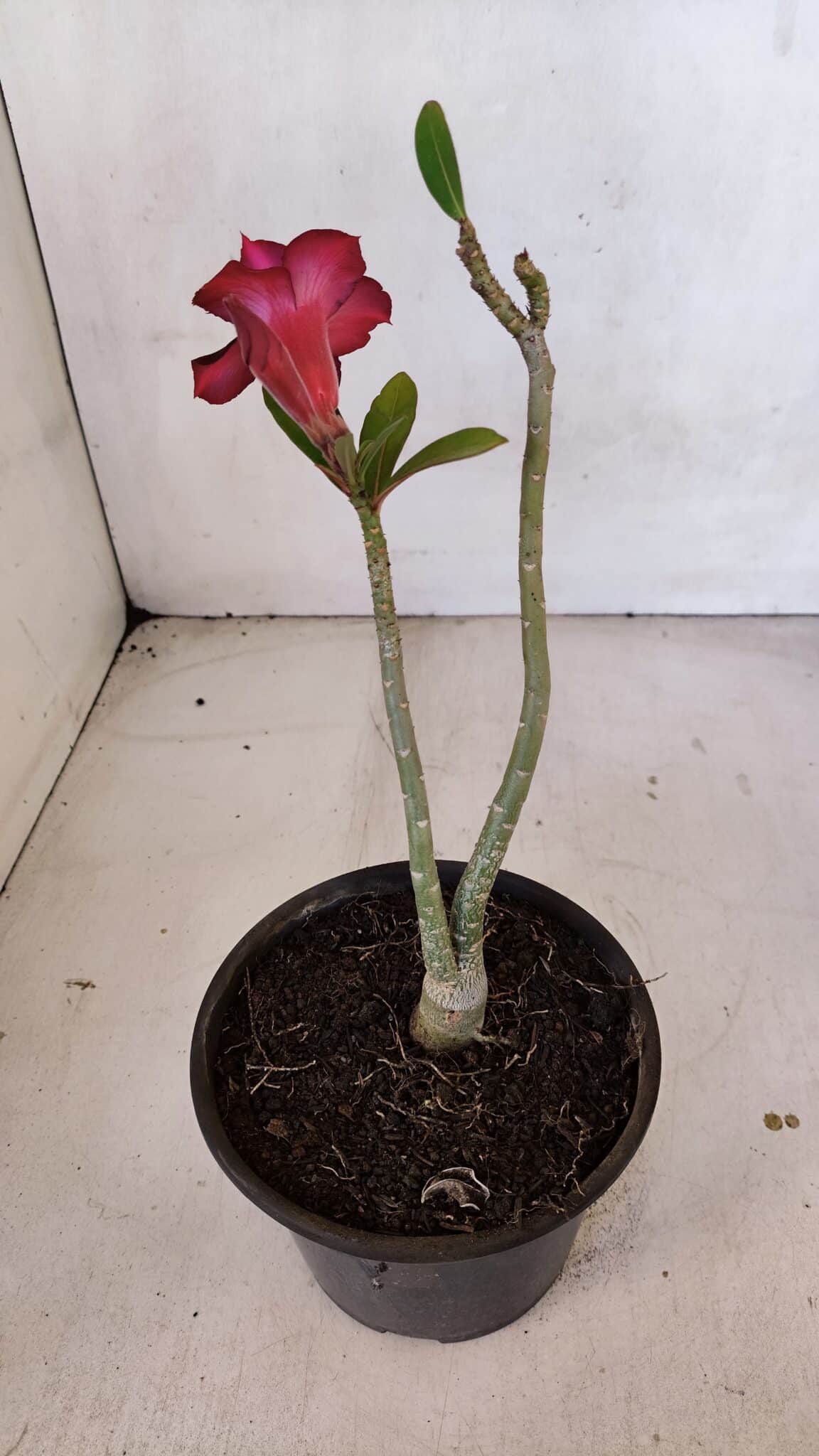 Planta Dobrada 3334 – 25cm – 01 ano