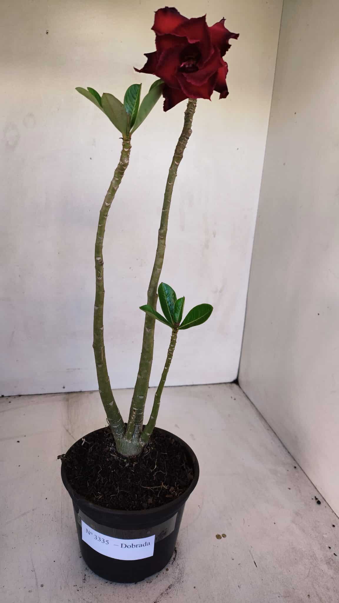 Planta Dobrada 3335 – 35cm – 03 anos