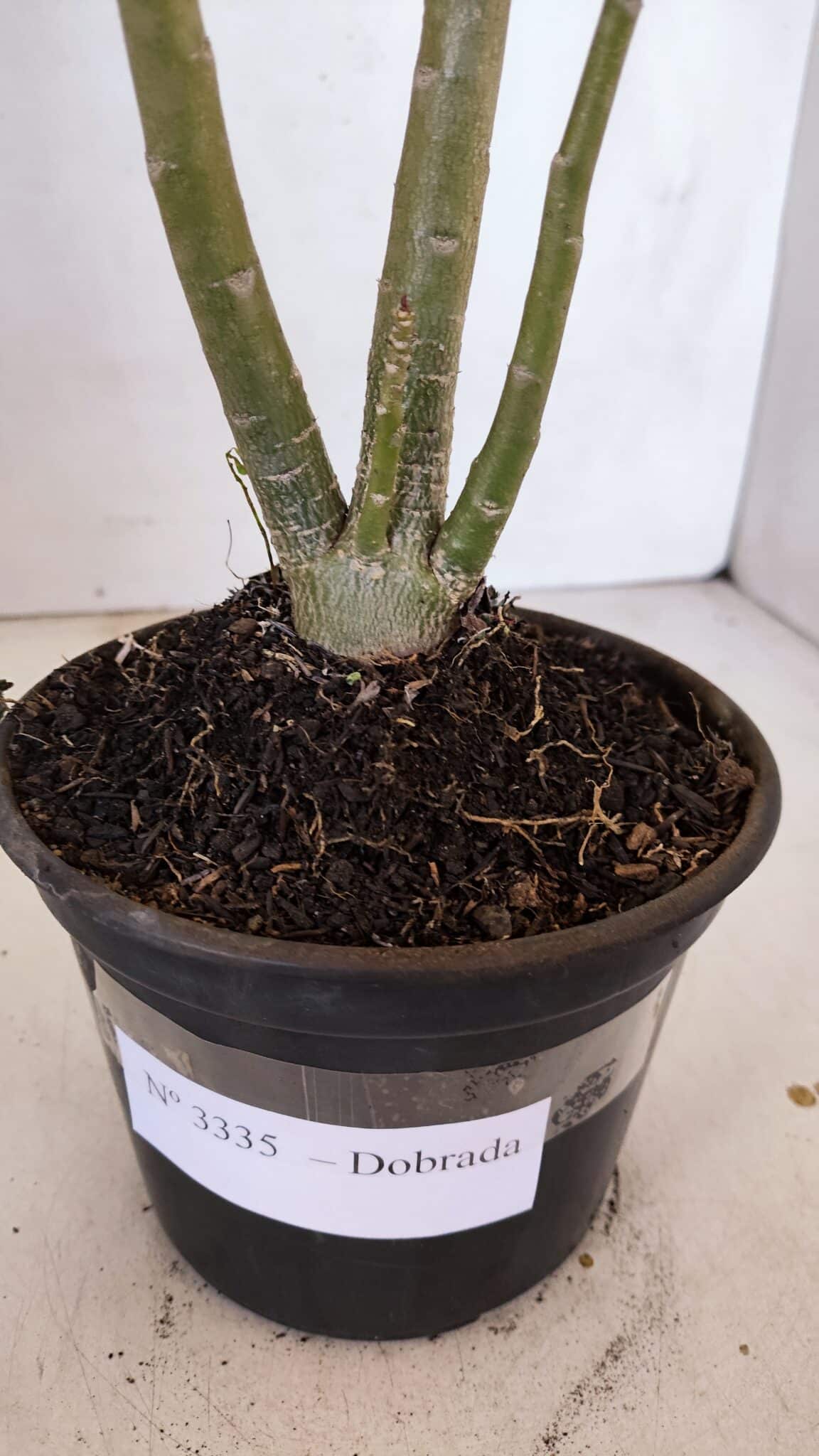 Planta Dobrada 3335 – 35cm – 03 anos