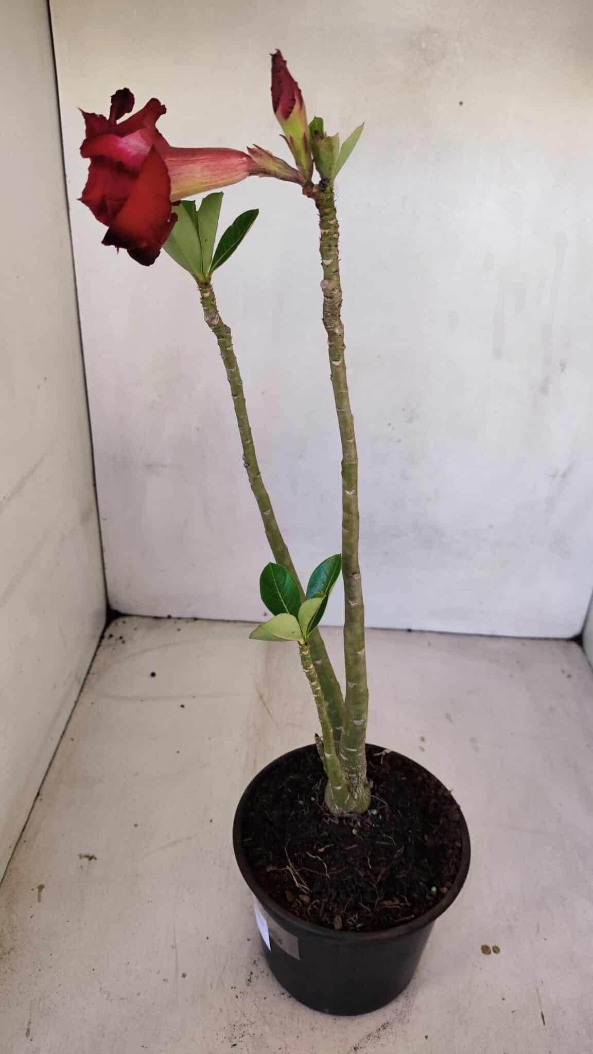 Planta Dobrada 3335 – 35cm – 03 anos