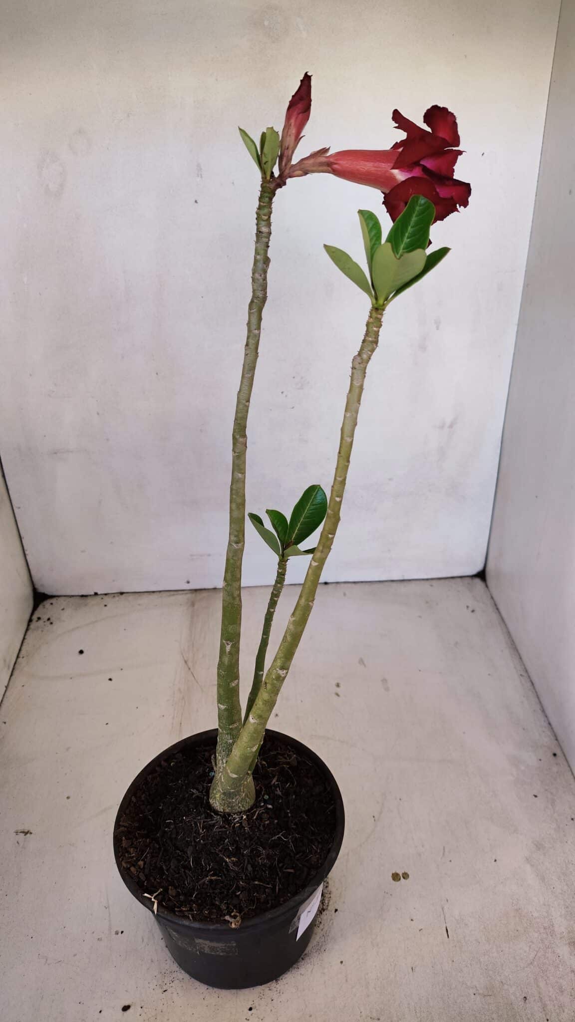 Planta Dobrada 3335 – 35cm – 03 anos
