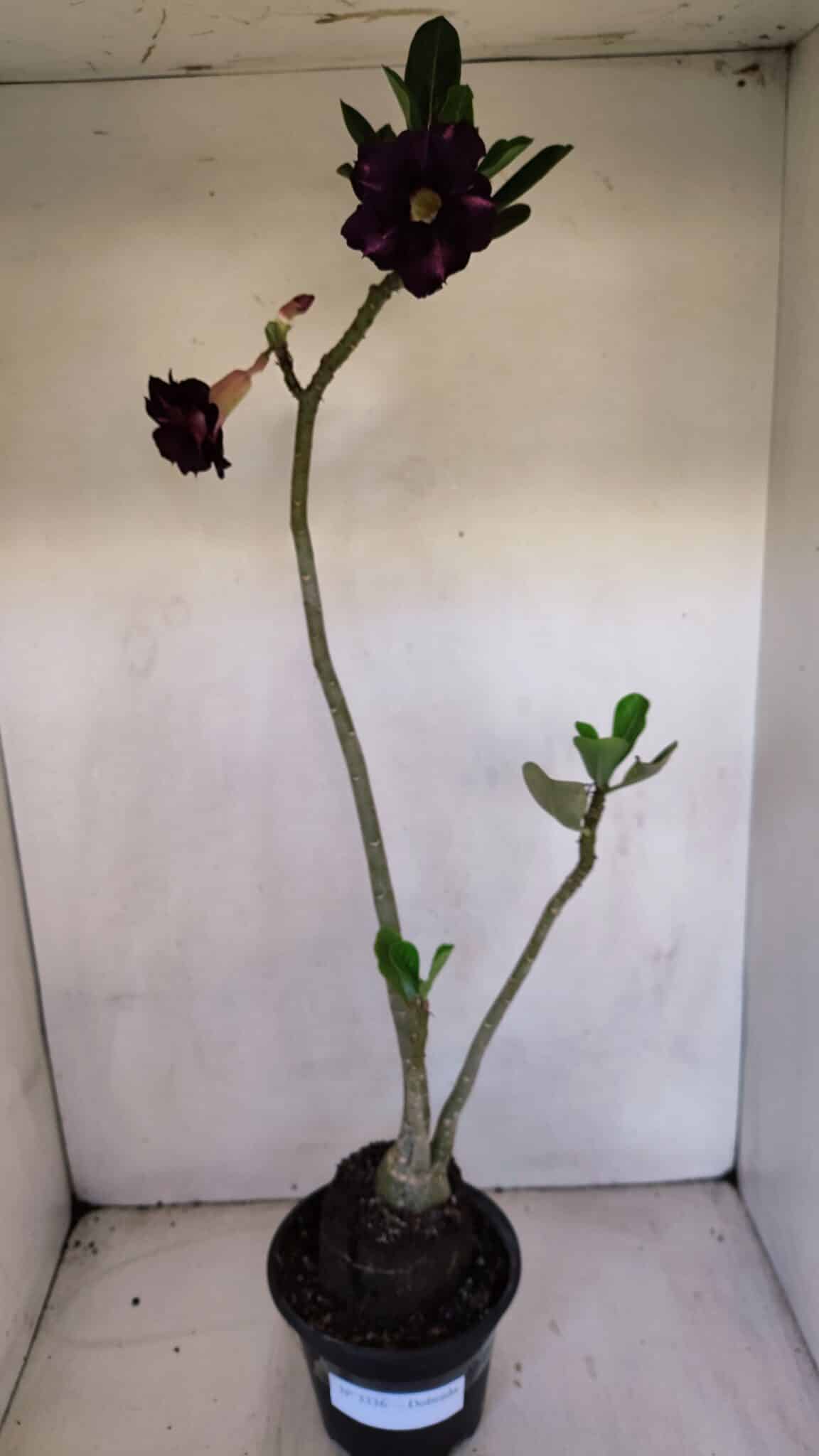 Planta Dobrada 3336 – 40cm – 03 anos