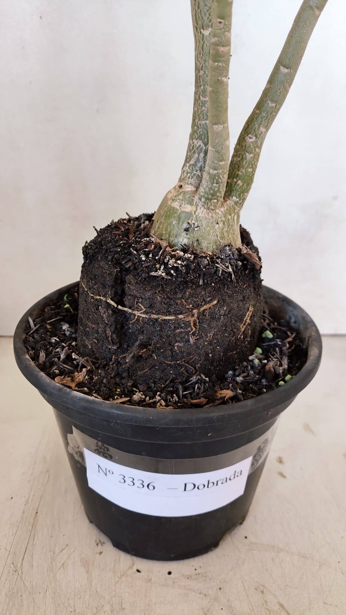 Planta Dobrada 3336 – 40cm – 03 anos