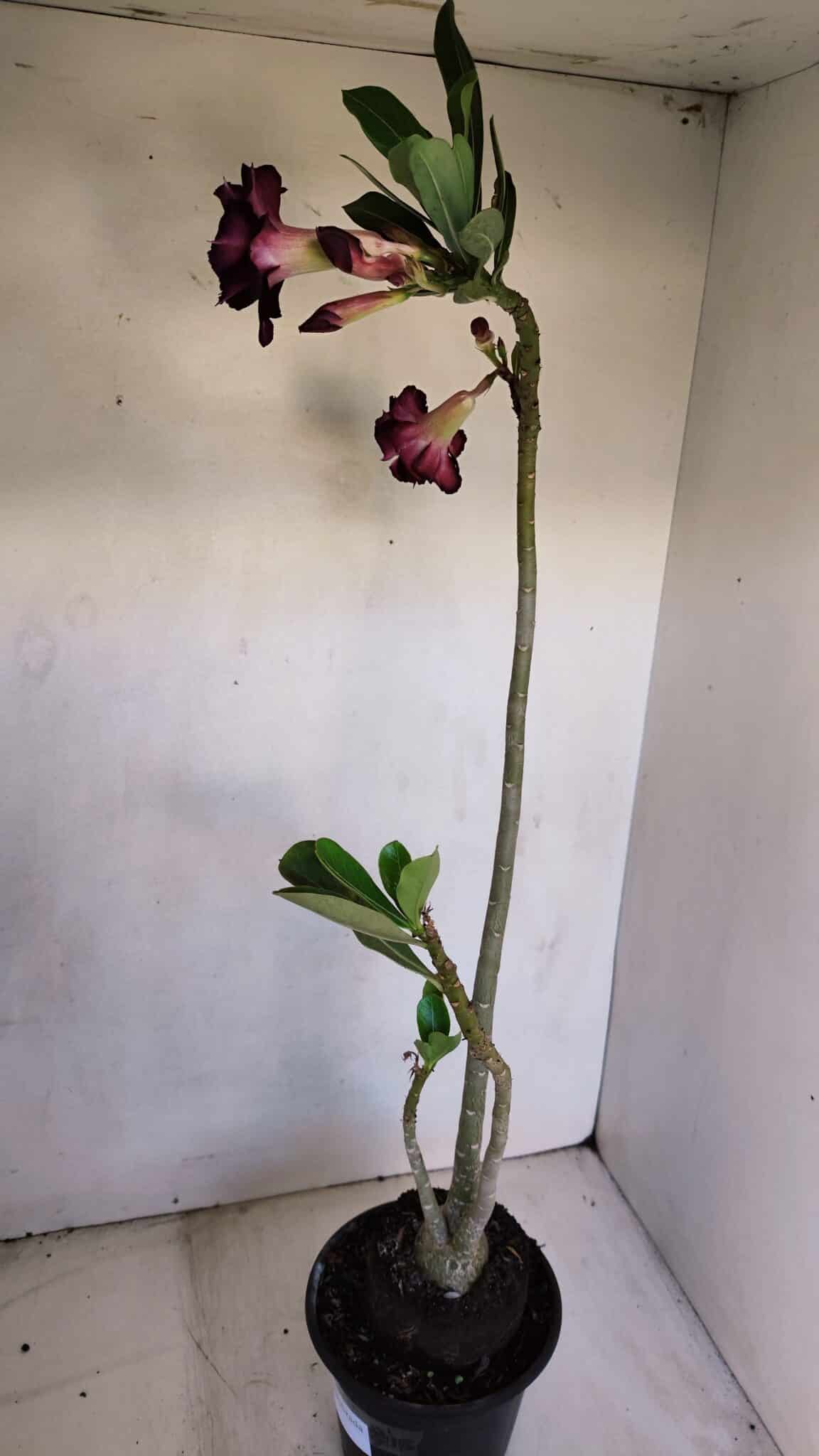 Planta Dobrada 3336 – 40cm – 03 anos
