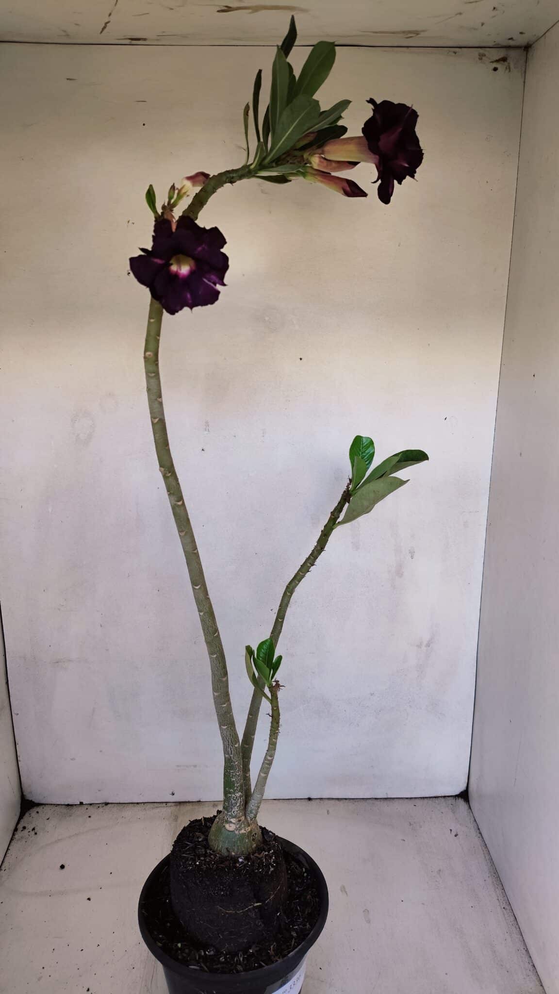 Planta Dobrada 3336 – 40cm – 03 anos