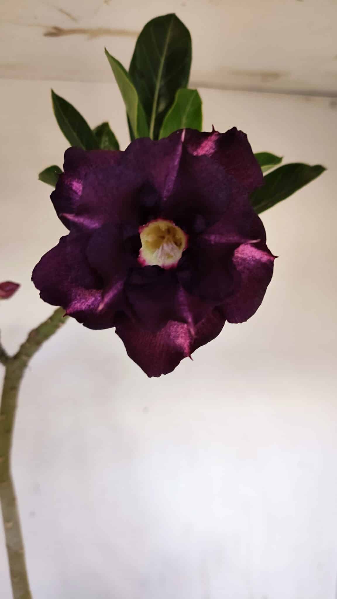 Planta Dobrada 3336 – 40cm – 03 anos