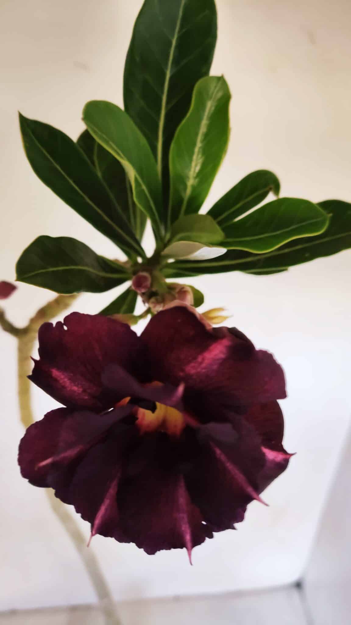 Planta Dobrada 3336 – 40cm – 03 anos