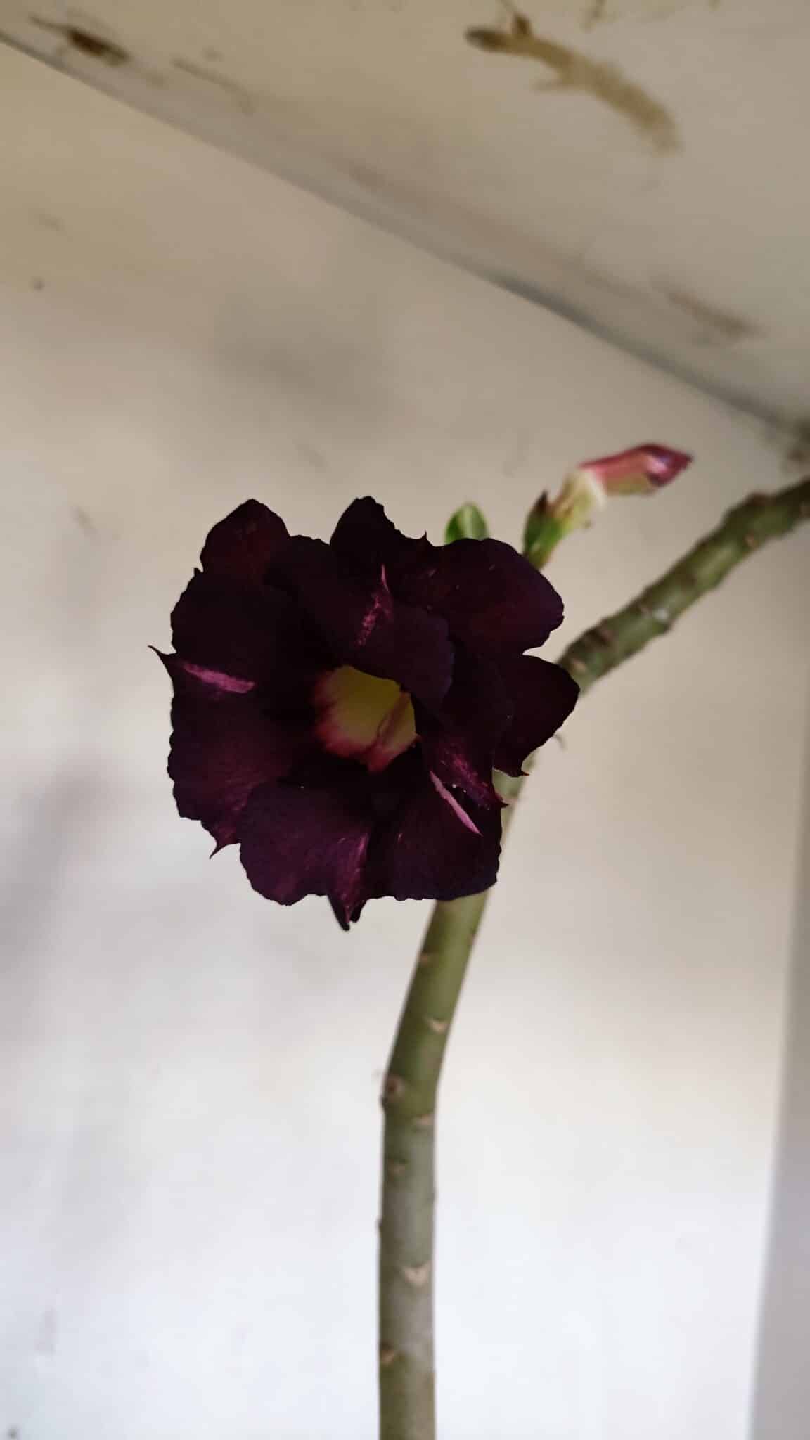 Planta Dobrada 3336 – 40cm – 03 anos