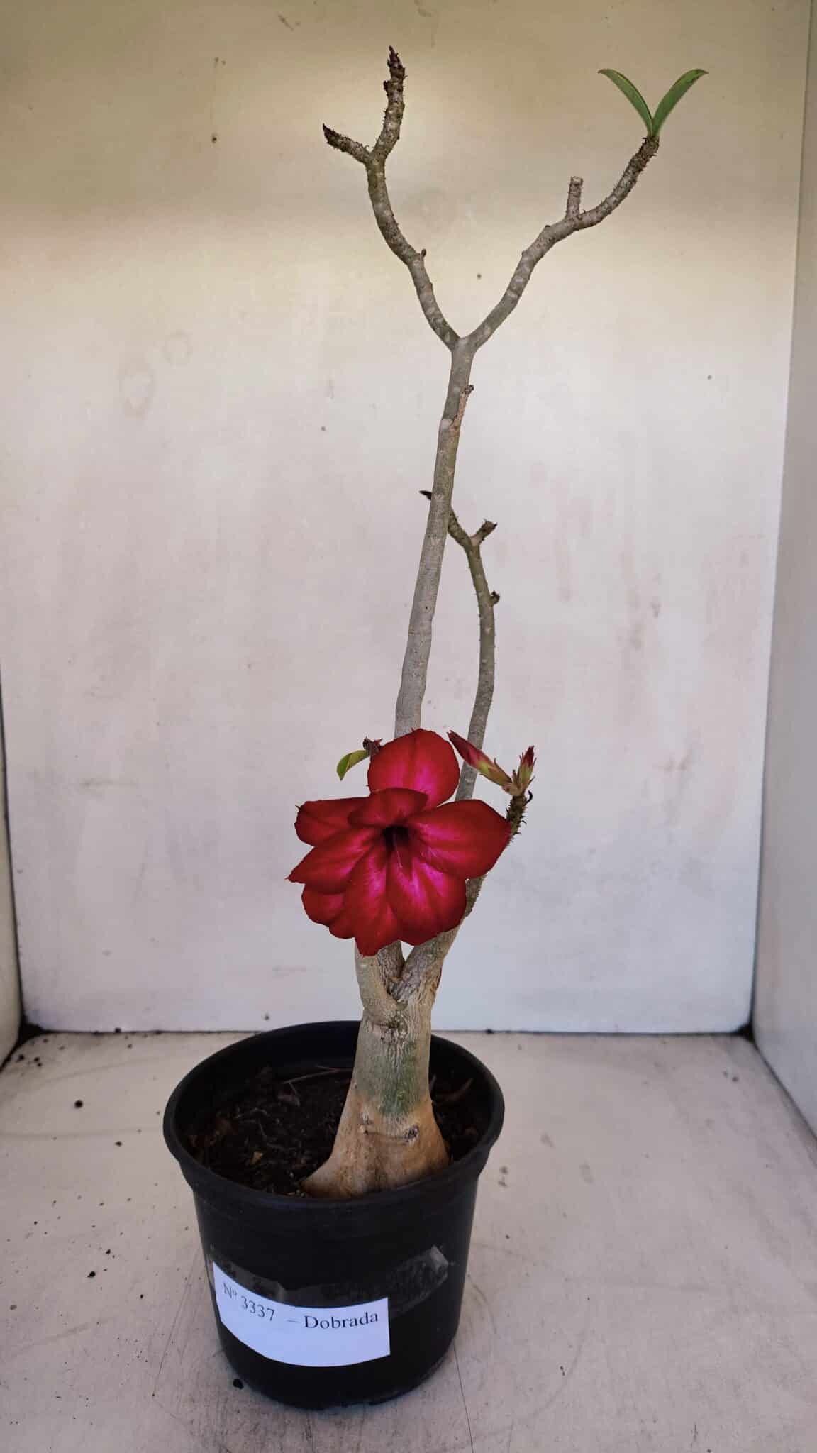 Planta Dobrada 3337 – 35cm – 03 anos