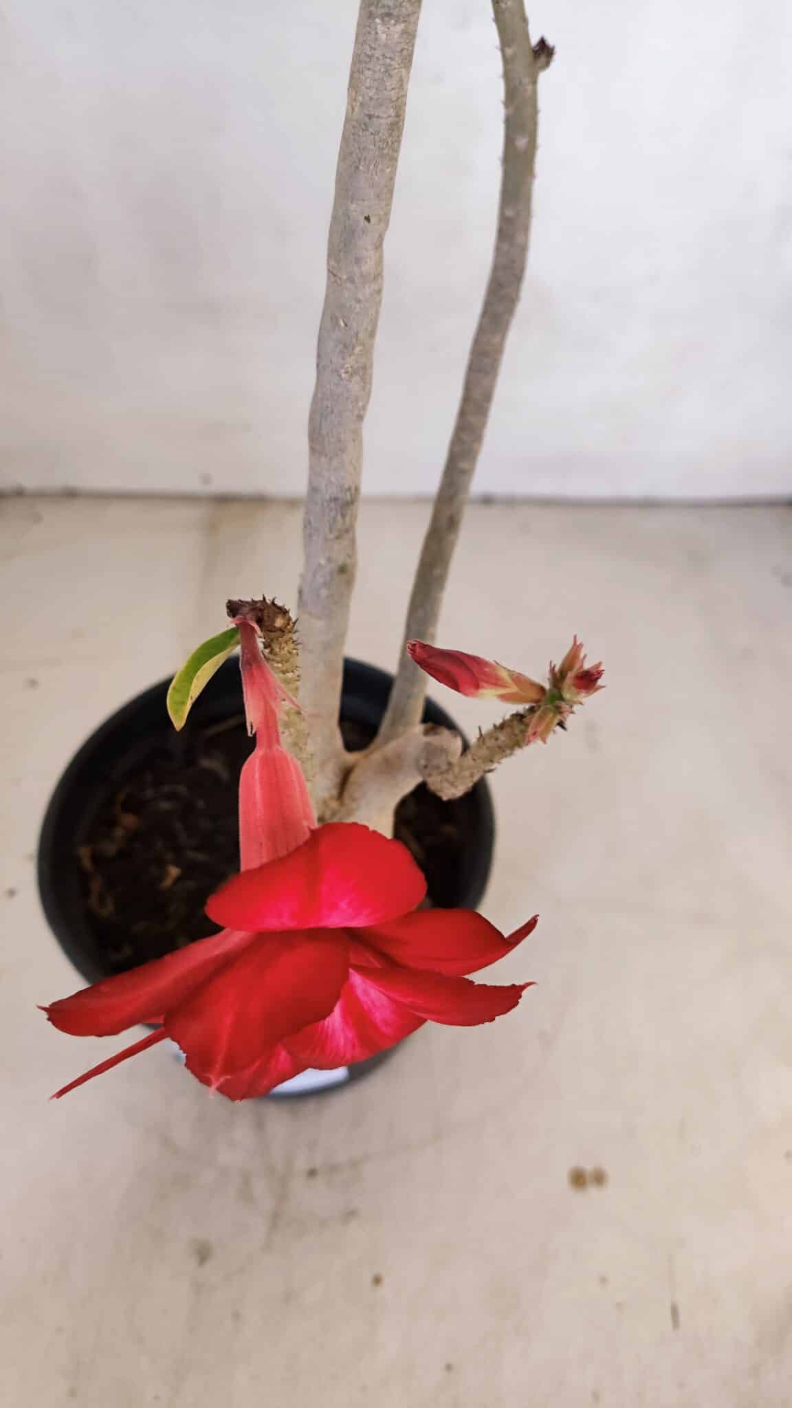 Planta Dobrada 3337 – 35cm – 03 anos