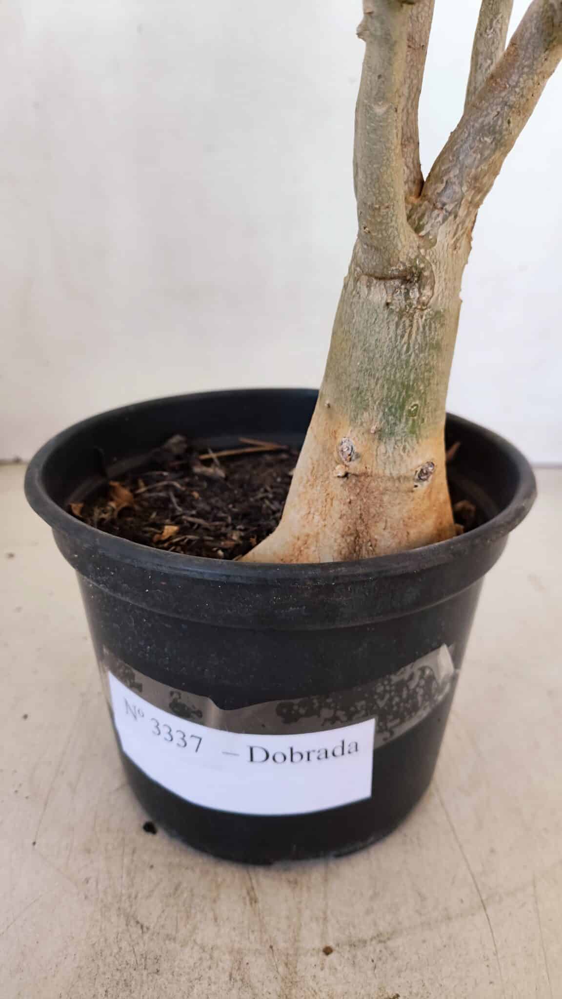 Planta Dobrada 3337 – 35cm – 03 anos