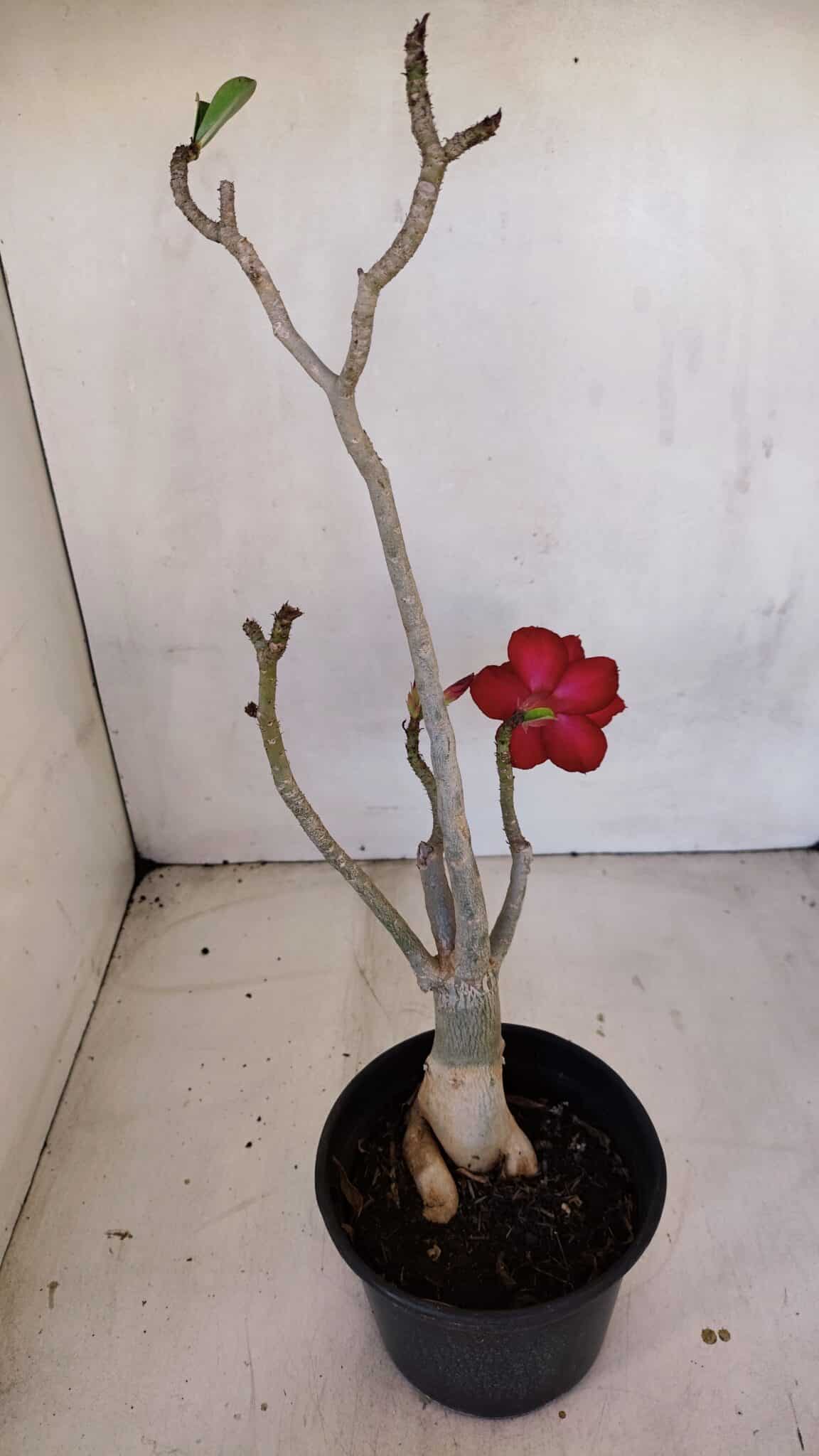 Planta Dobrada 3337 – 35cm – 03 anos