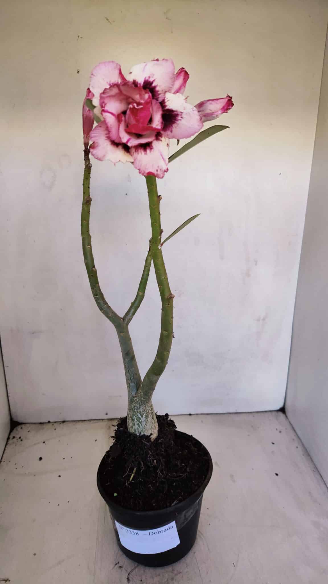 Planta Dobrada 3338 – 40cm – 03 anos