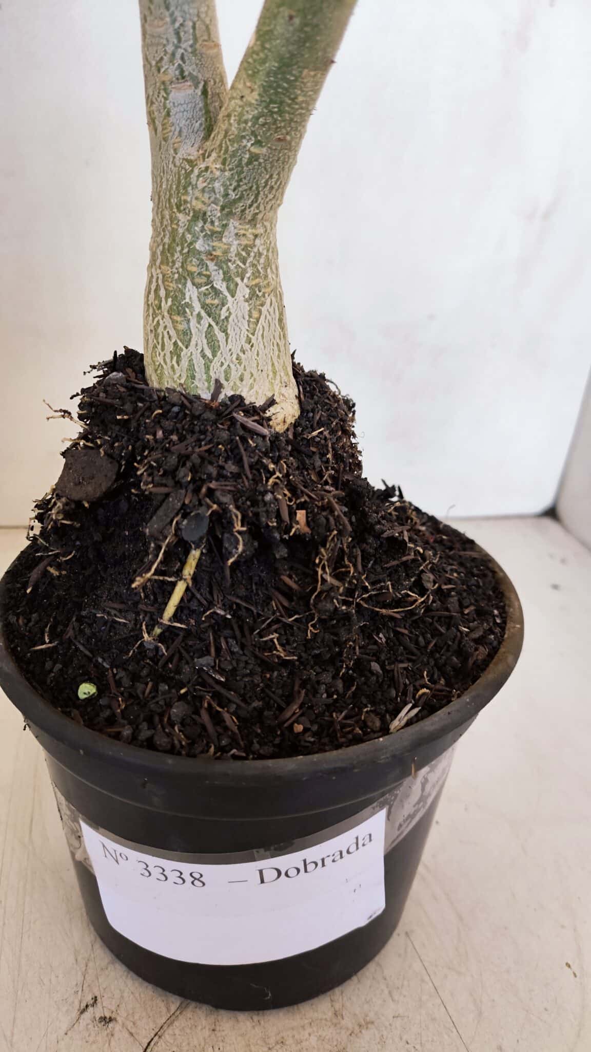 Planta Dobrada 3338 – 40cm – 03 anos