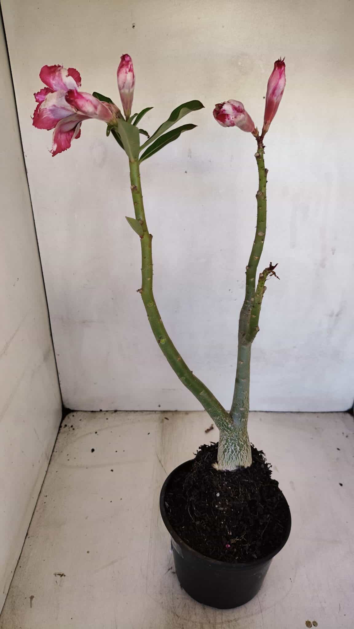 Planta Dobrada 3338 – 40cm – 03 anos