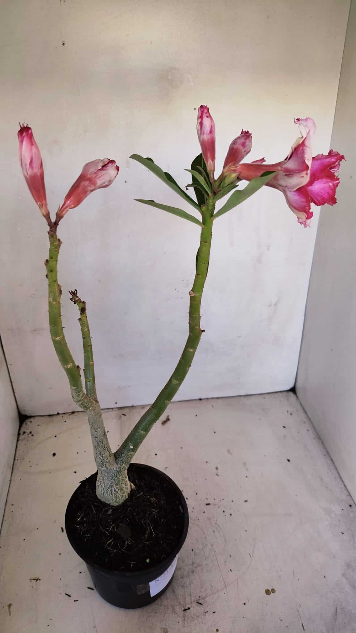 Planta Dobrada 3338 – 40cm – 03 anos