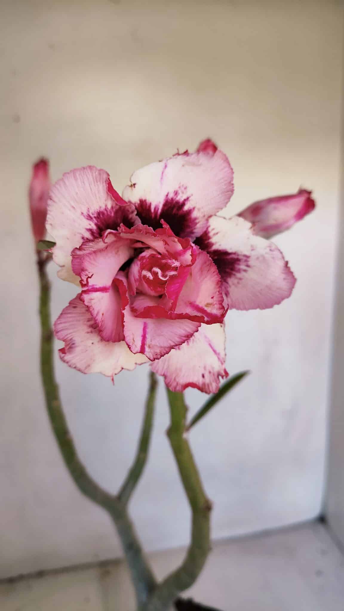 Planta Dobrada 3338 – 40cm – 03 anos