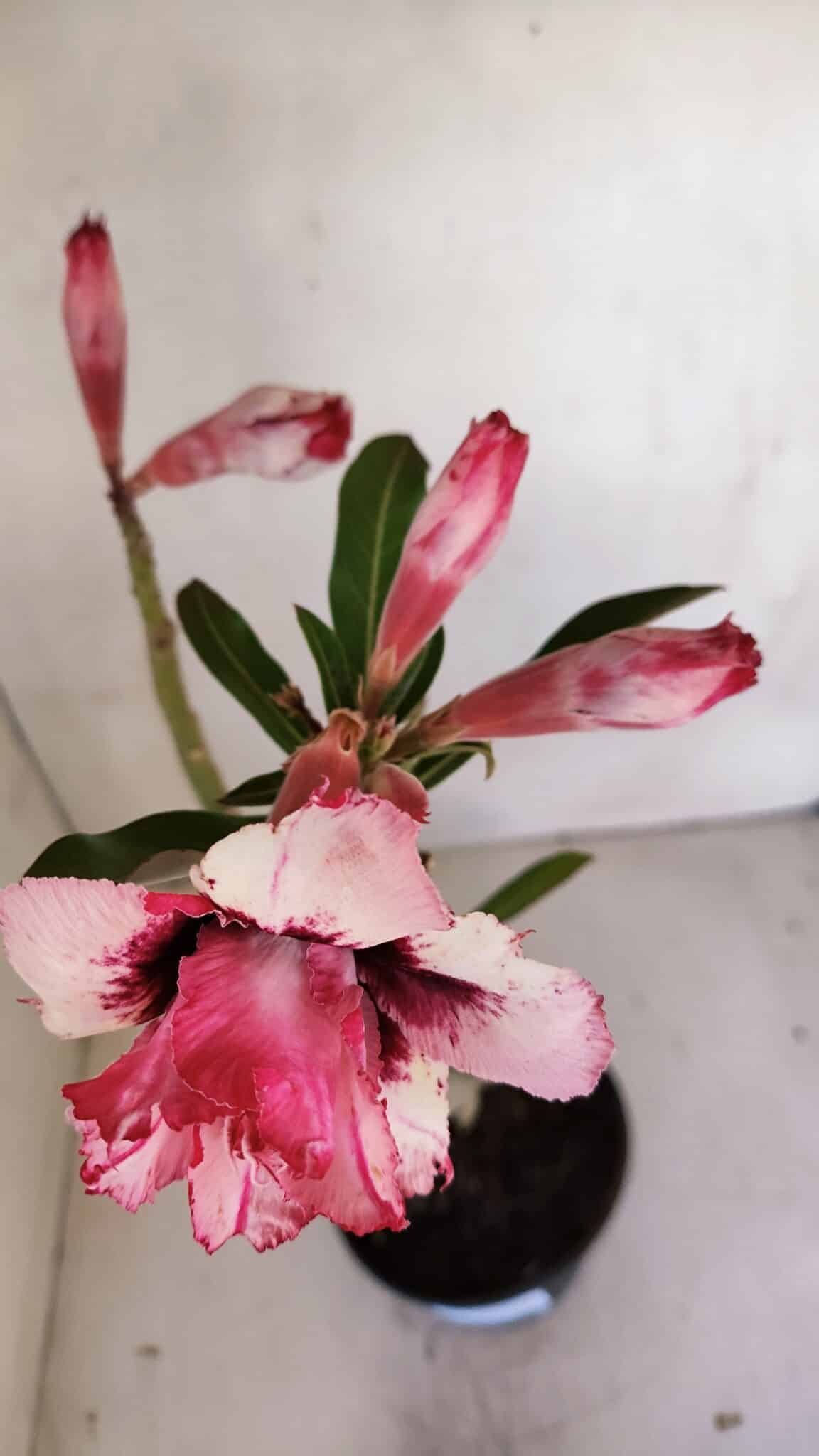 Planta Dobrada 3338 – 40cm – 03 anos