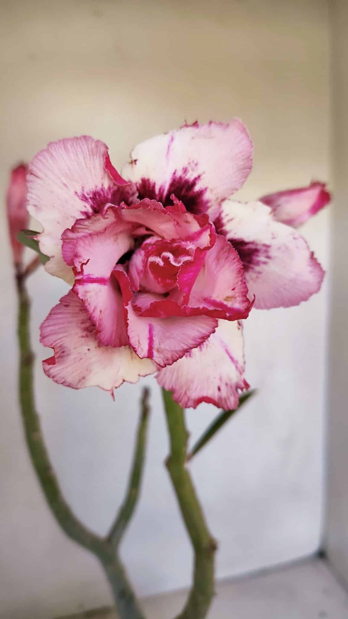 Planta Dobrada 3338 – 40cm – 03 anos