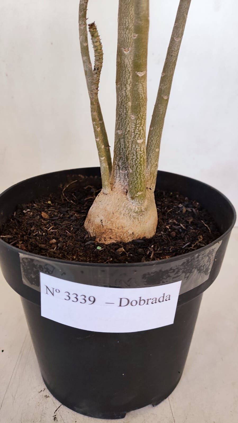 Planta Dobrada 3339 – 40cm – 03 anos