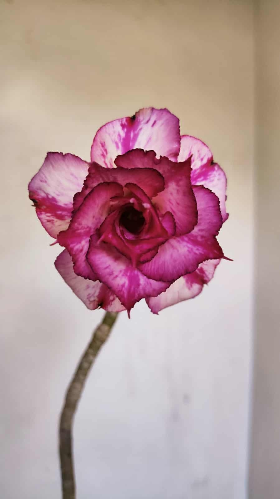 Planta Dobrada 3339 – 40cm – 03 anos