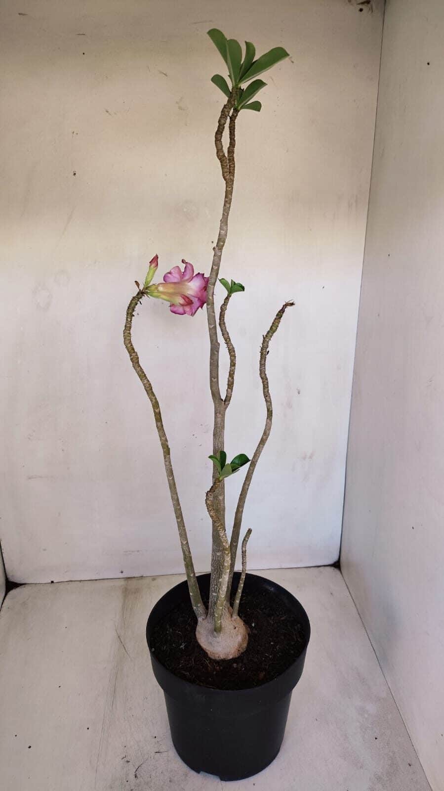 Planta Dobrada 3339 – 40cm – 03 anos