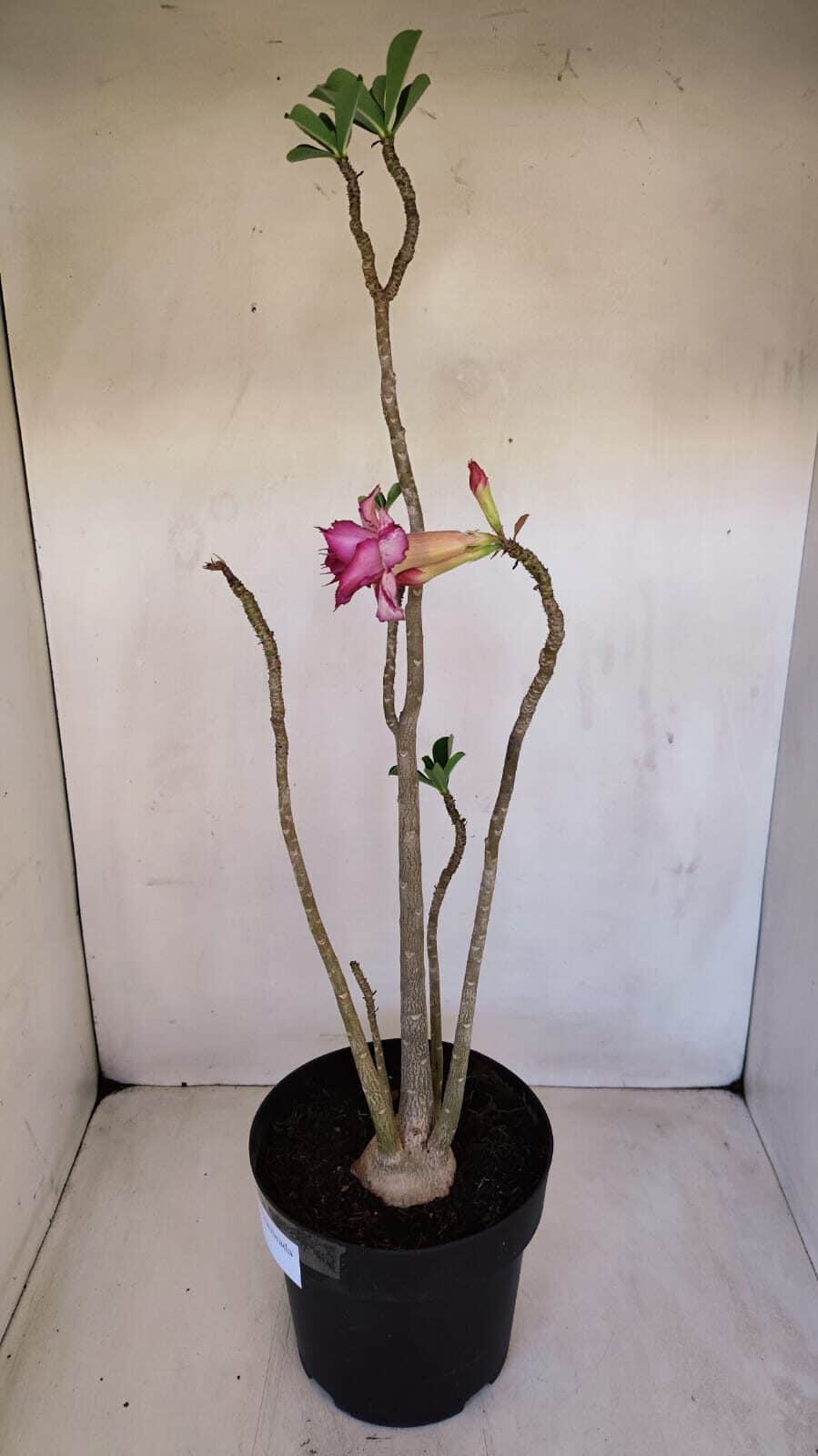 Planta Dobrada 3339 – 40cm – 03 anos