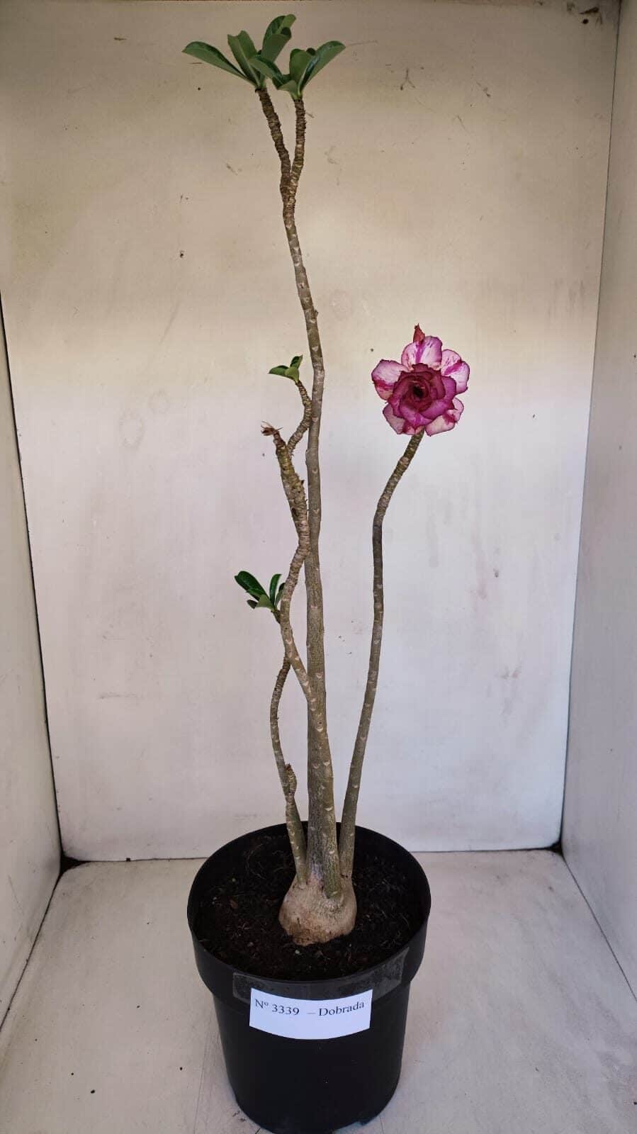 Planta Dobrada 3339 – 40cm – 03 anos