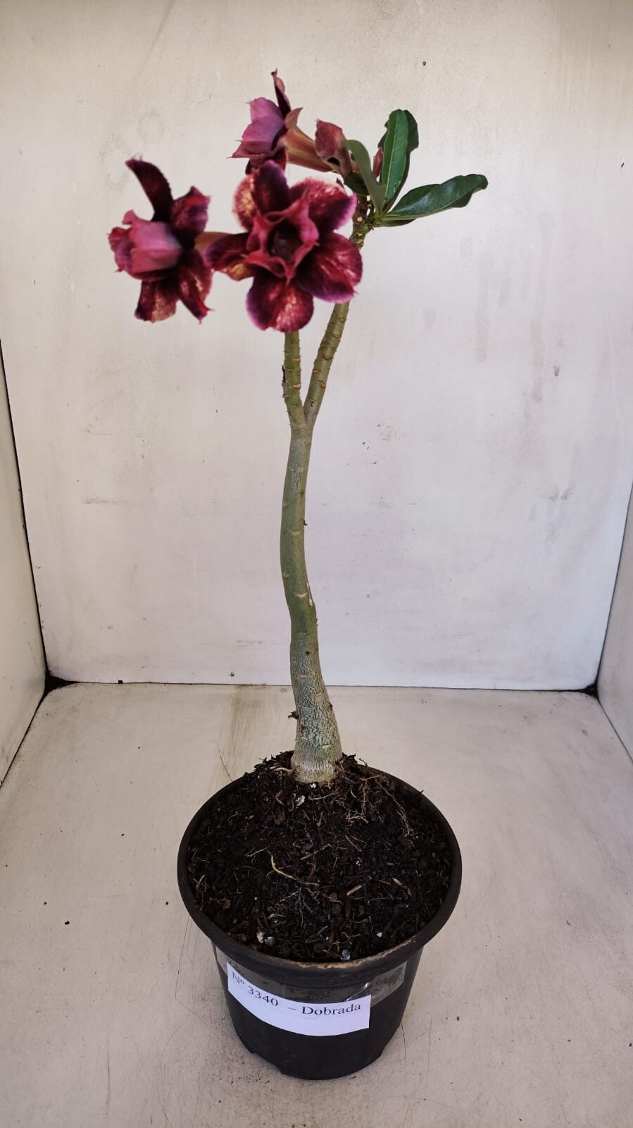 Planta Dobrada 3340 – 35cm – 03 anos