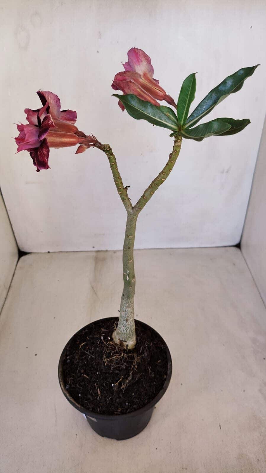 Planta Dobrada 3340 – 35cm – 03 anos