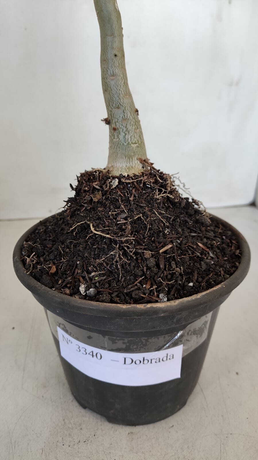 Planta Dobrada 3340 – 35cm – 03 anos