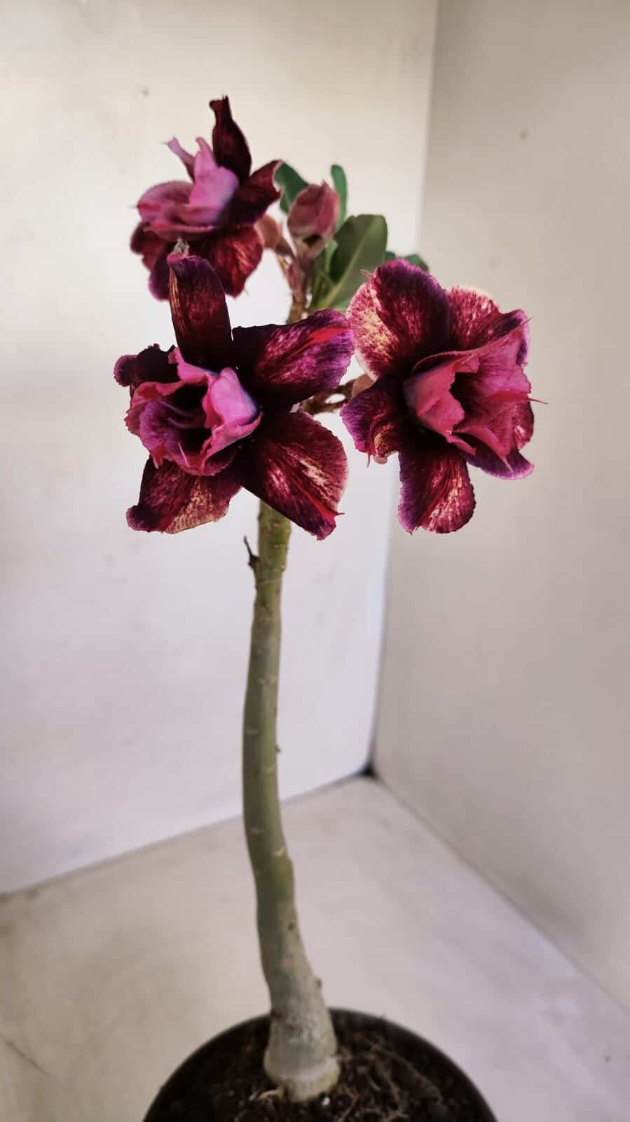 Planta Dobrada 3340 – 35cm – 03 anos