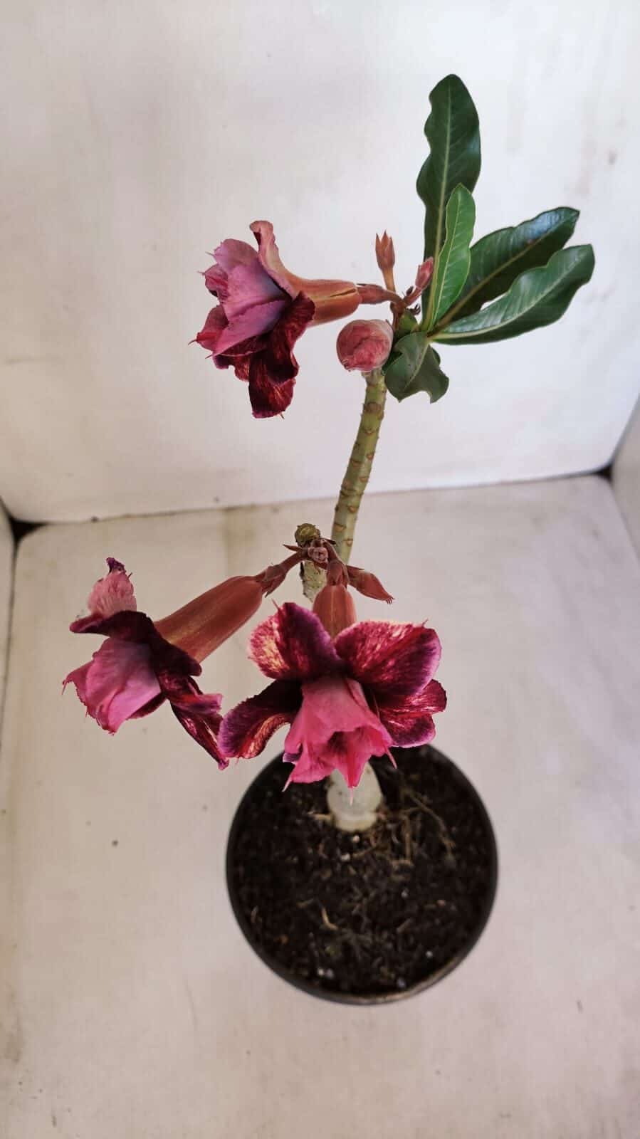 Planta Dobrada 3340 – 35cm – 03 anos