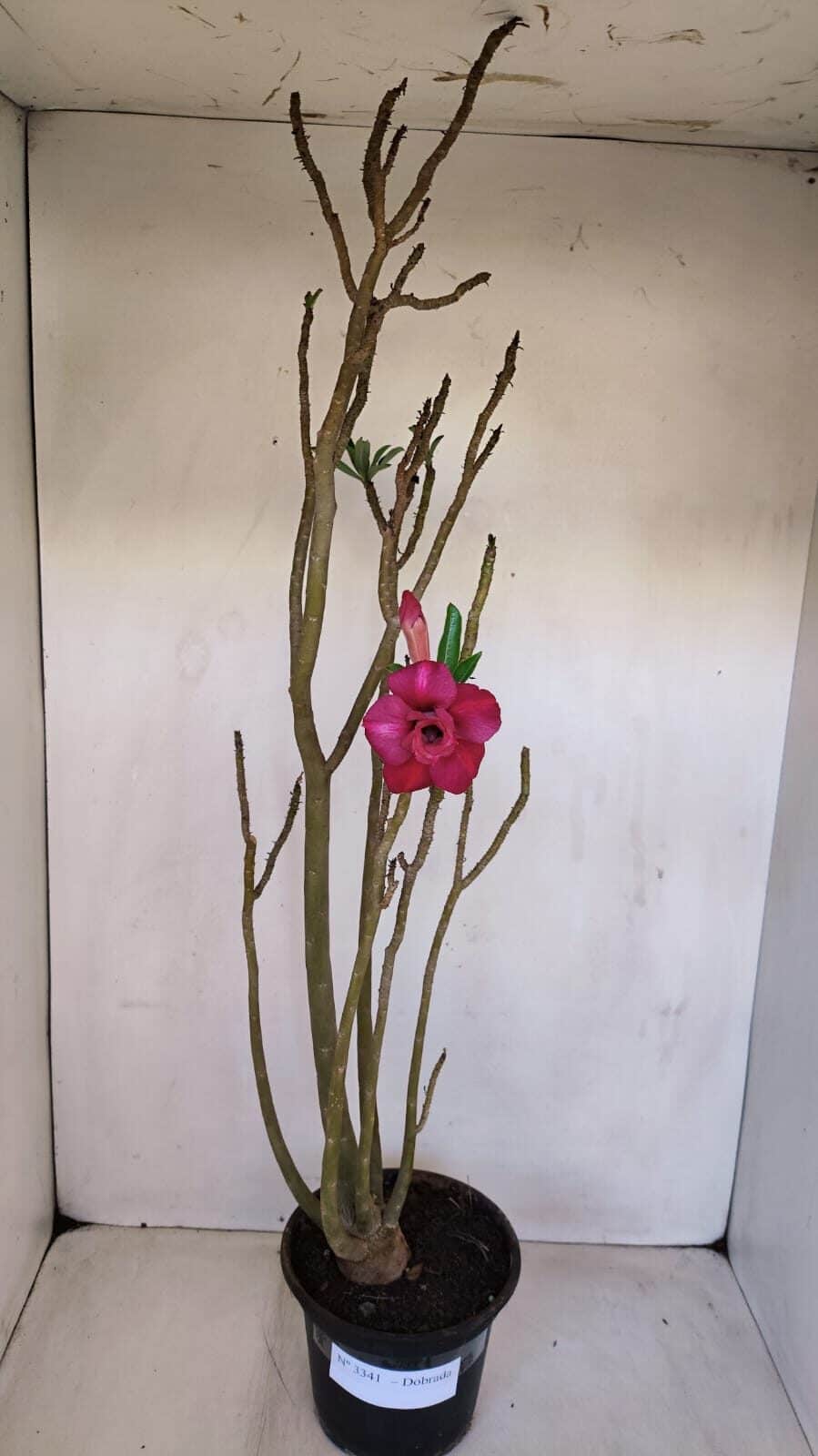 Planta Dobrada 3341 – 40cm – 03 anos