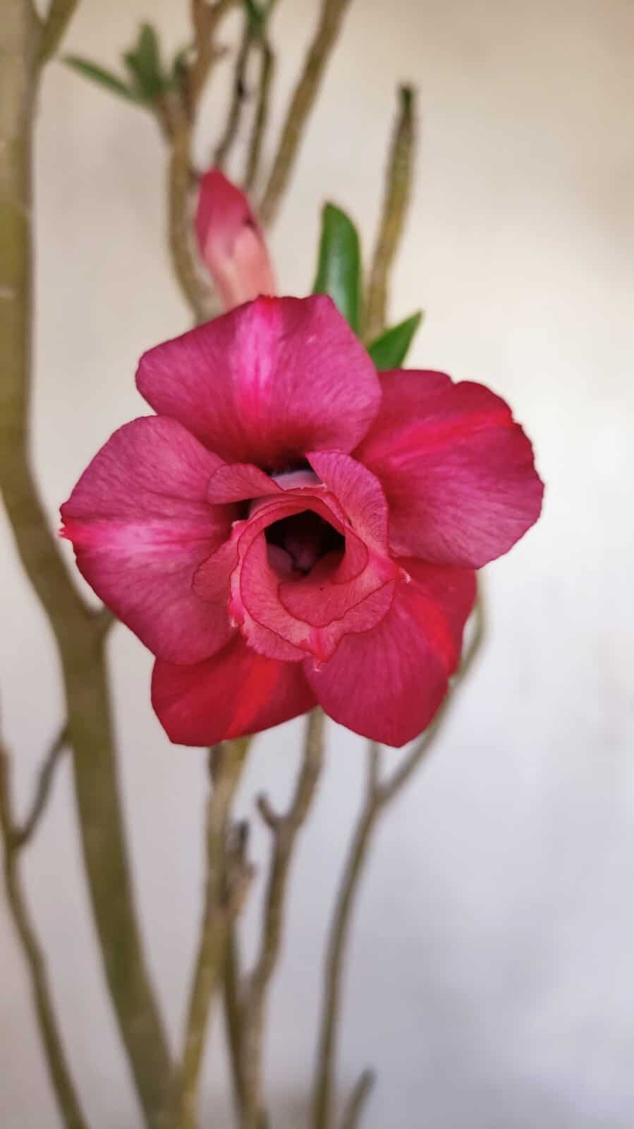 Planta Dobrada 3341 – 40cm – 03 anos