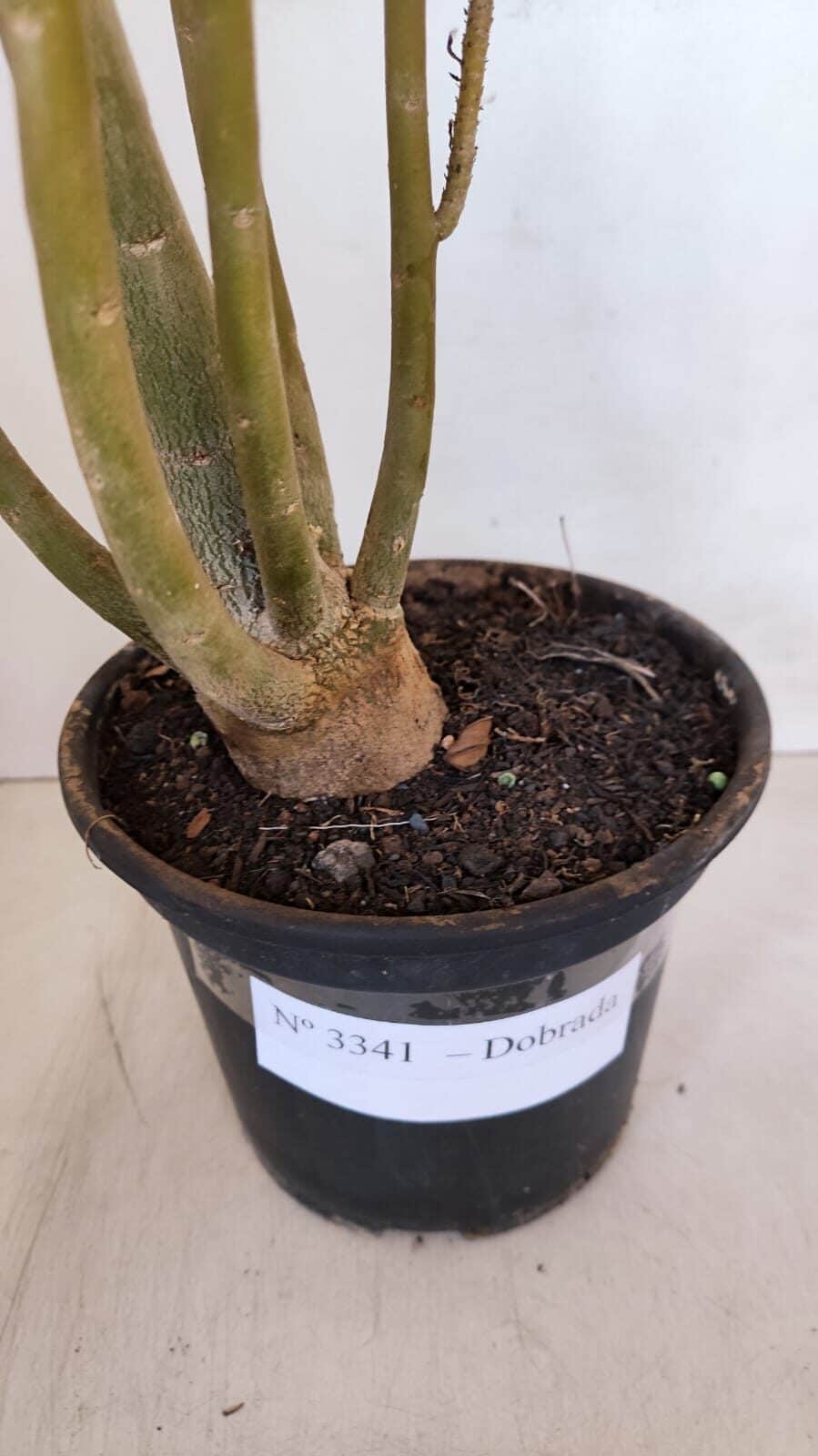 Planta Dobrada 3341 – 40cm – 03 anos