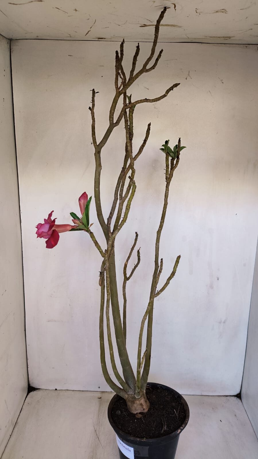 Planta Dobrada 3341 – 40cm – 03 anos