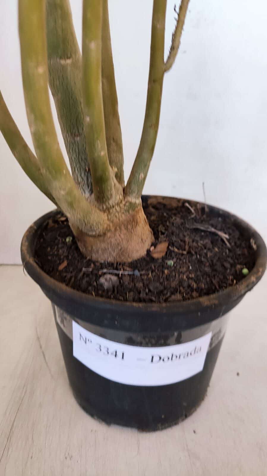 Planta Dobrada 3341 – 40cm – 03 anos