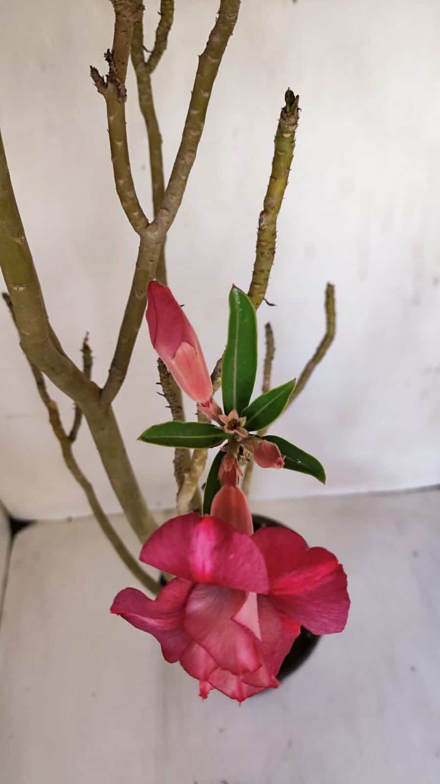 Planta Dobrada 3341 – 40cm – 03 anos