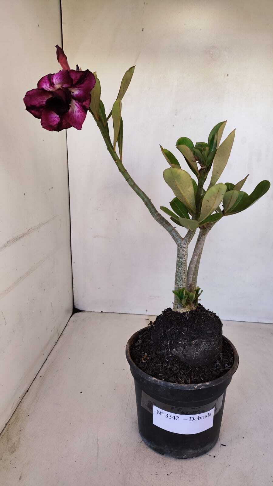 Planta Dobrada 3342 – 35cm – 03 anos