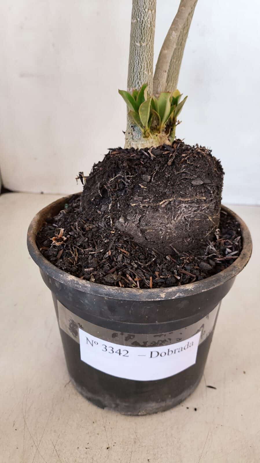 Planta Dobrada 3342 – 35cm – 03 anos