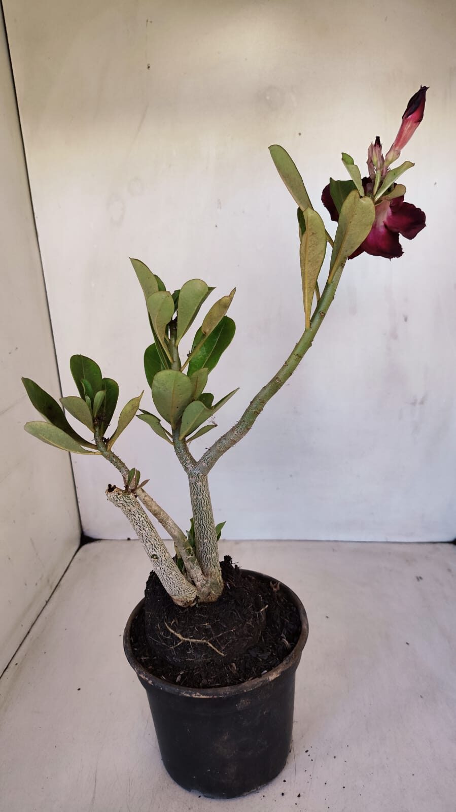 Planta Dobrada 3342 – 35cm – 03 anos